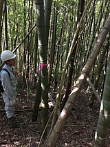 竹を使ってバイオマス発電を計画されています
